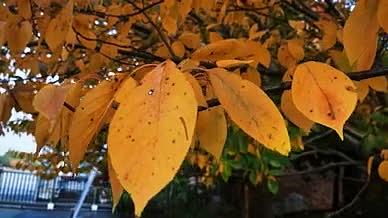 升格实拍秋天老树上黄色的树叶落叶视频的预览图